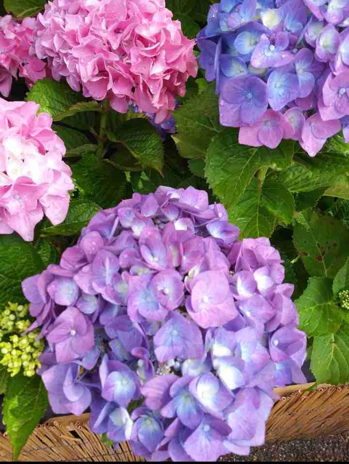 紫陽花