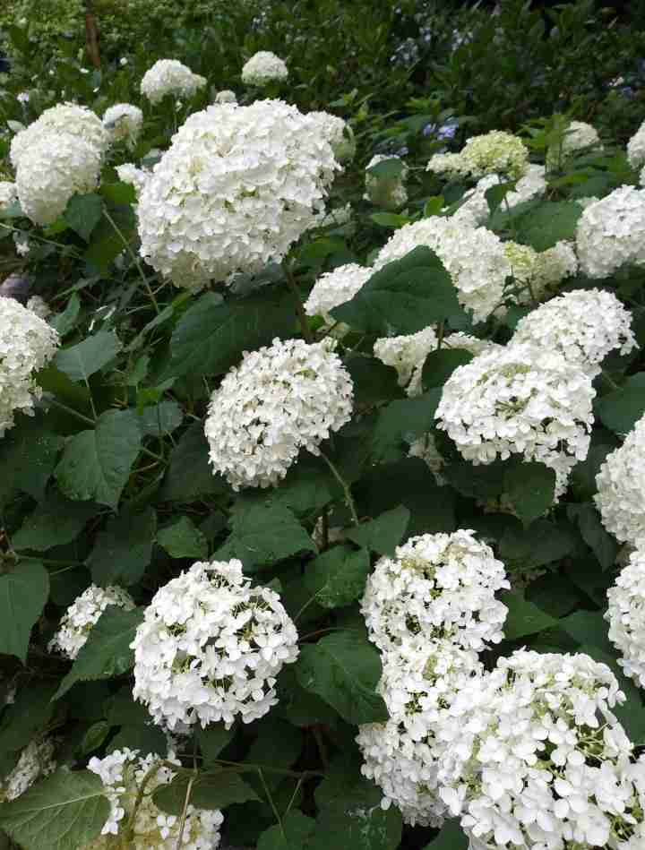 紫陽花