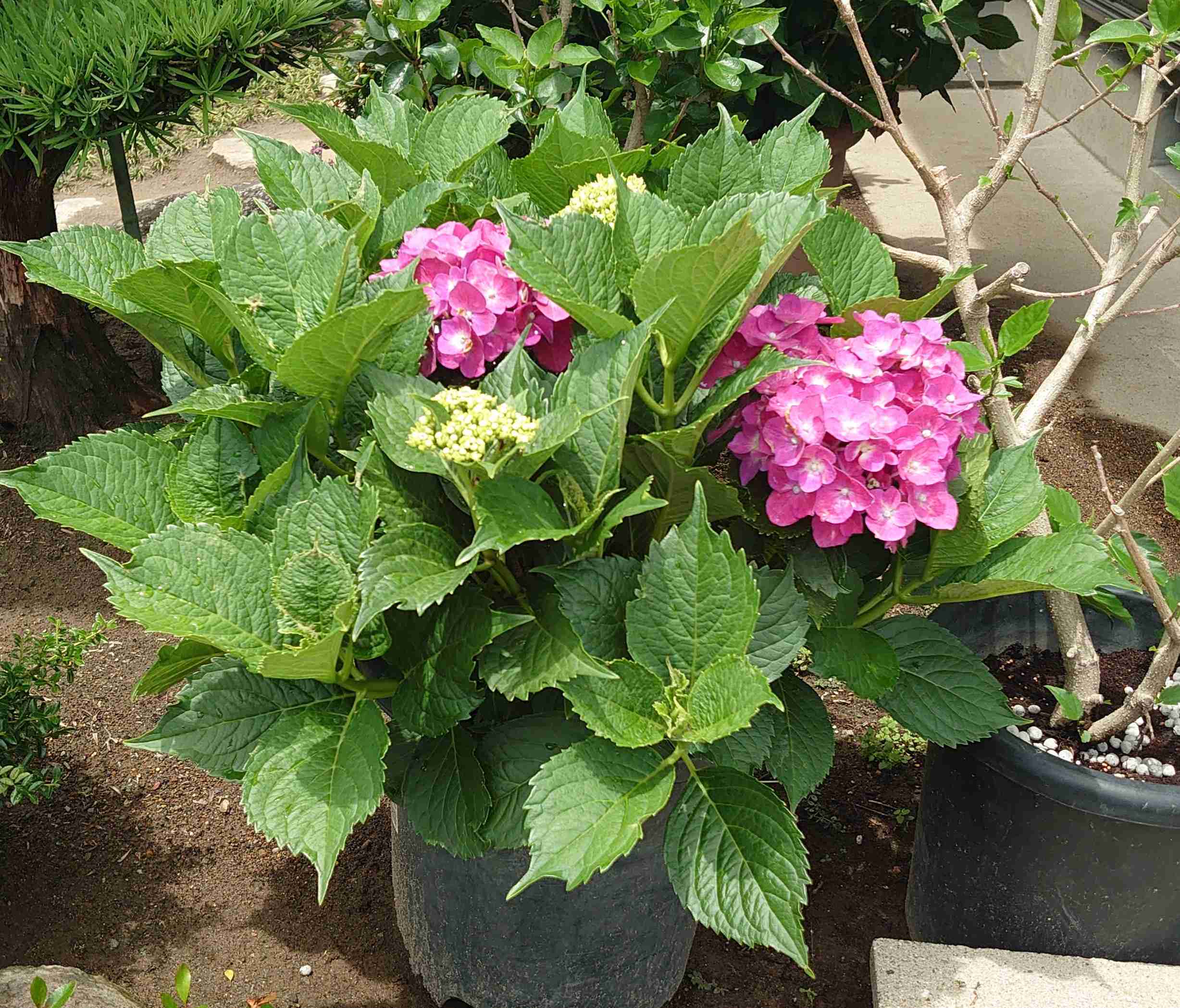 紫陽花