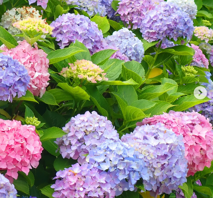紫陽花
