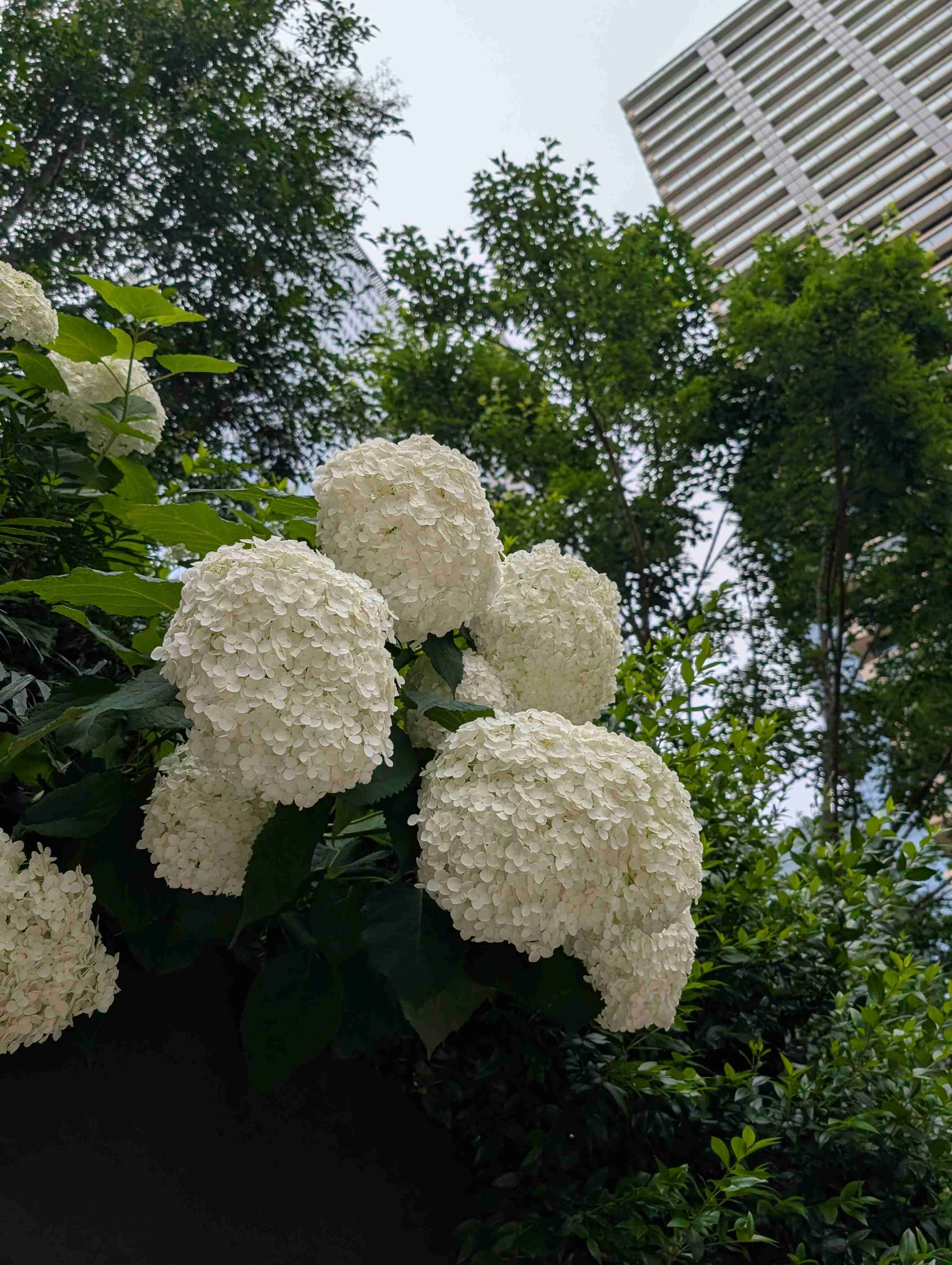 紫陽花