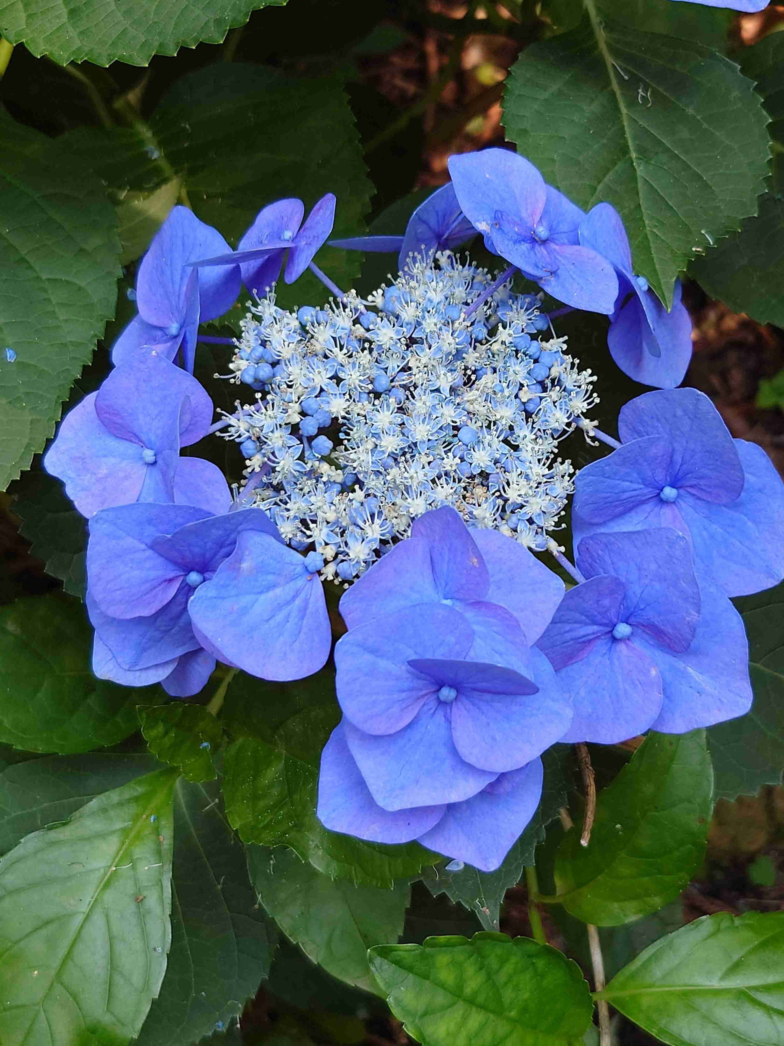 紫陽花