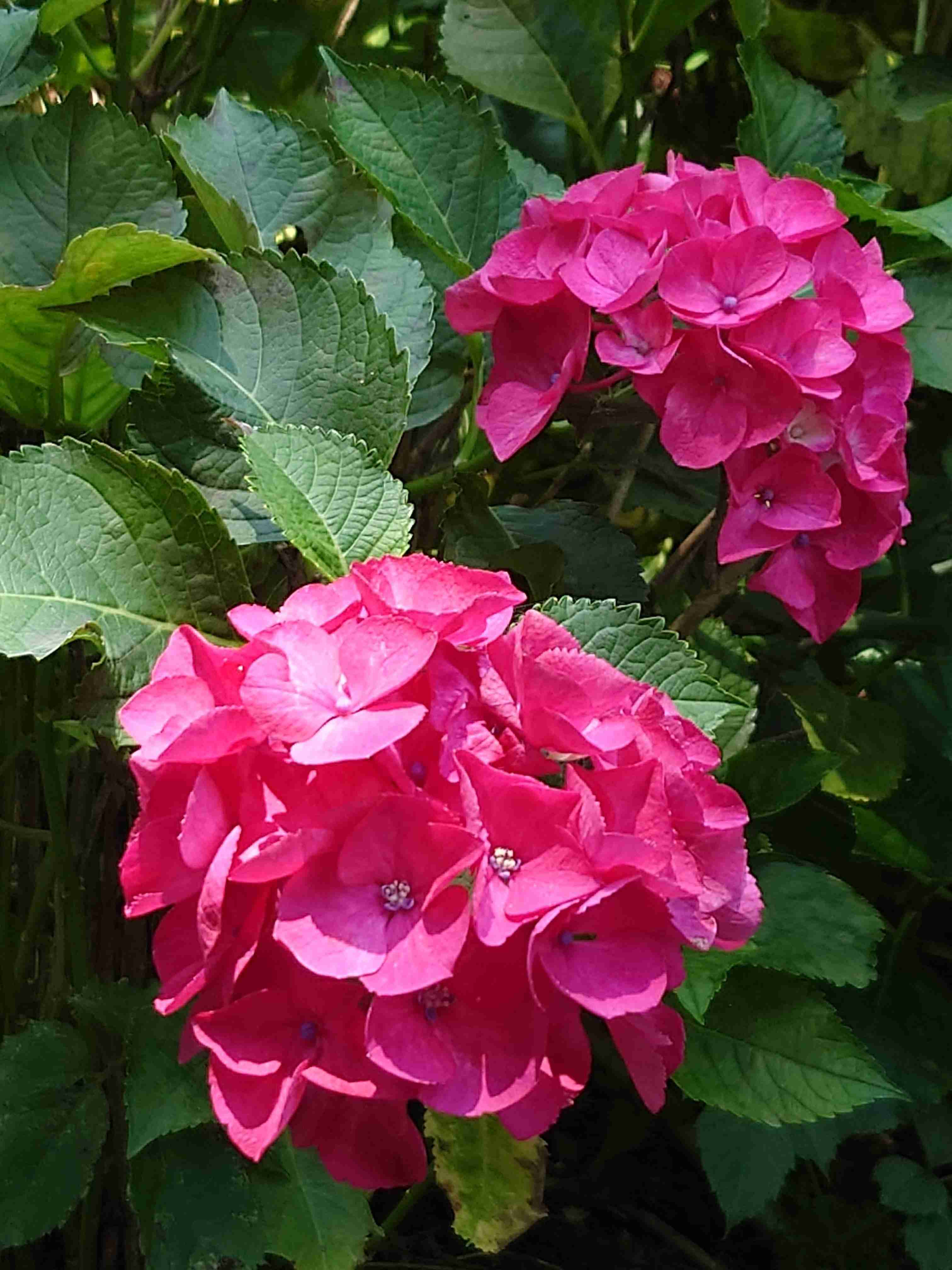 紫陽花