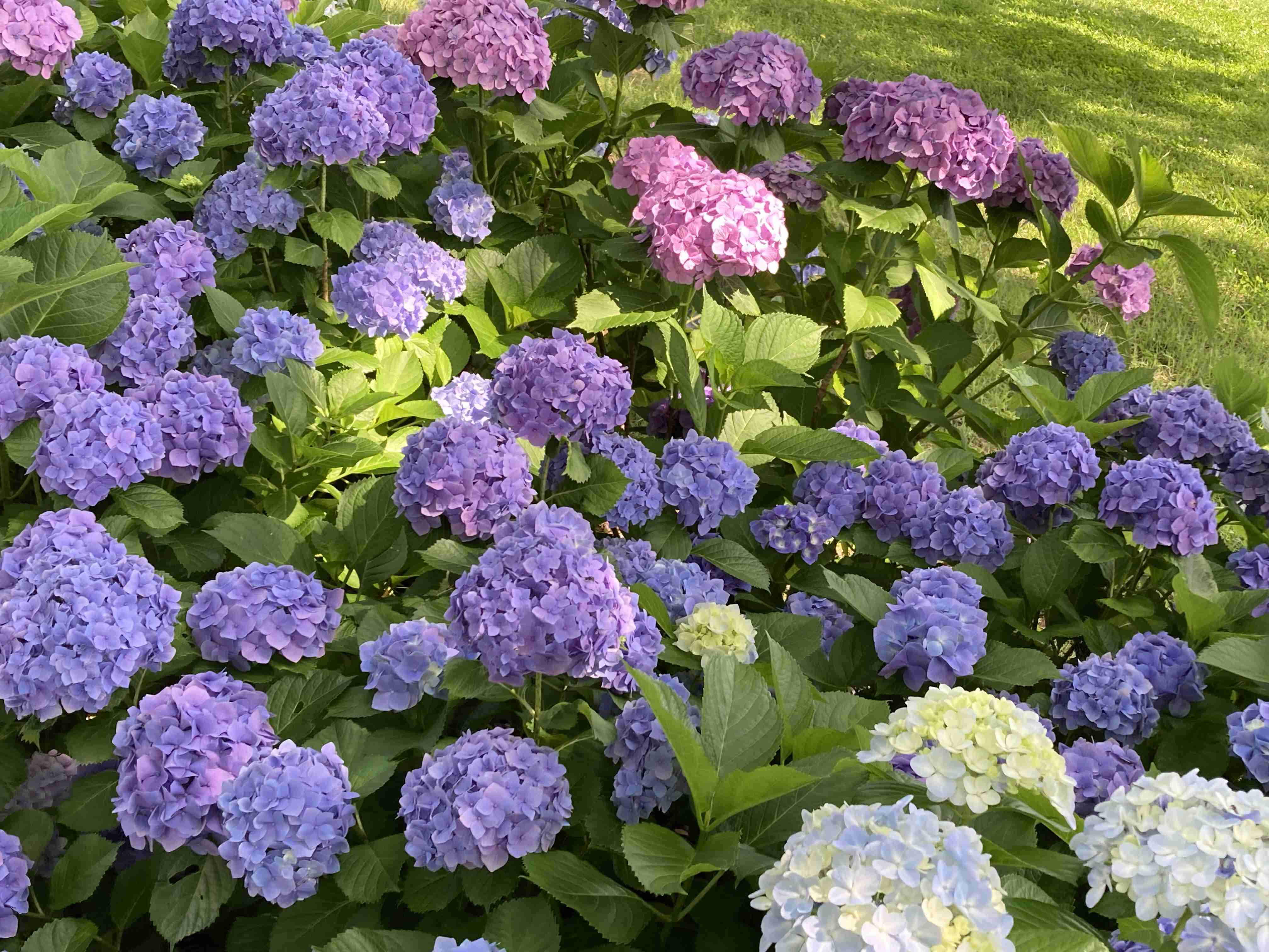 紫陽花