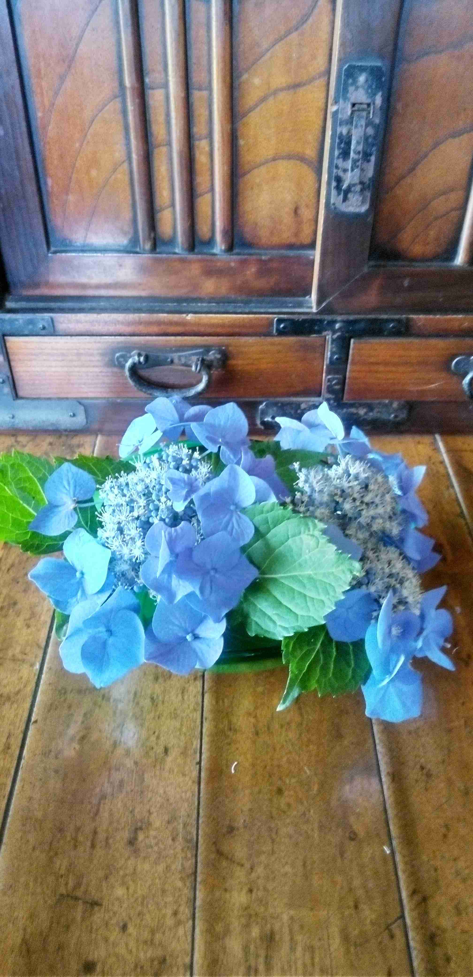 紫陽花