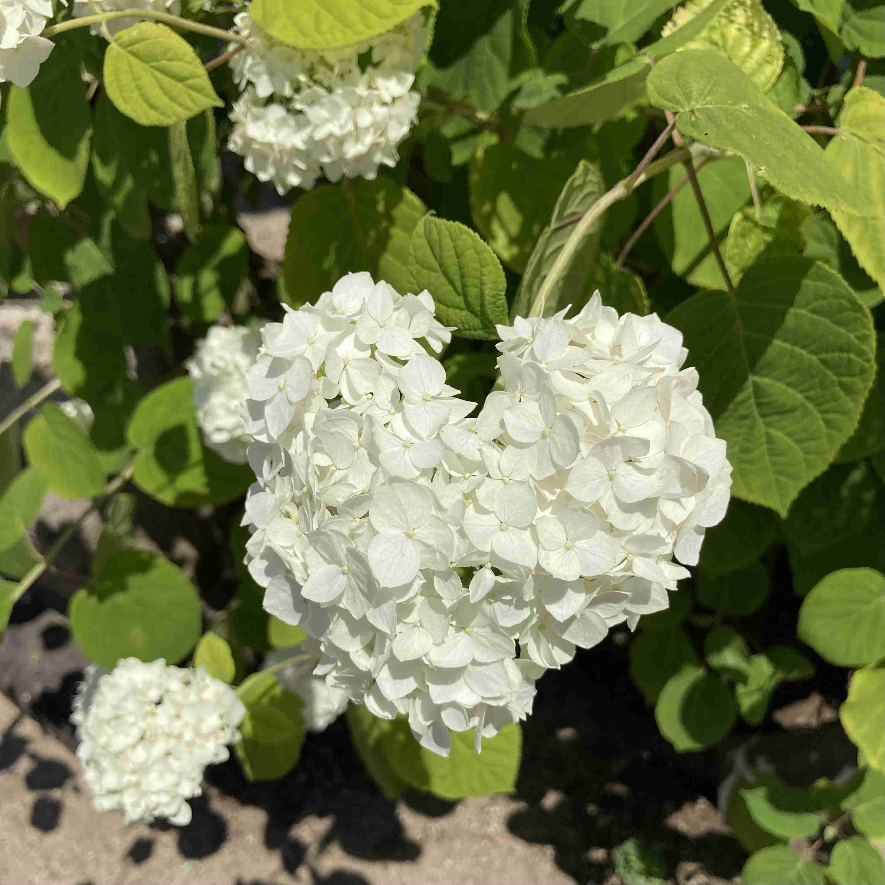 紫陽花