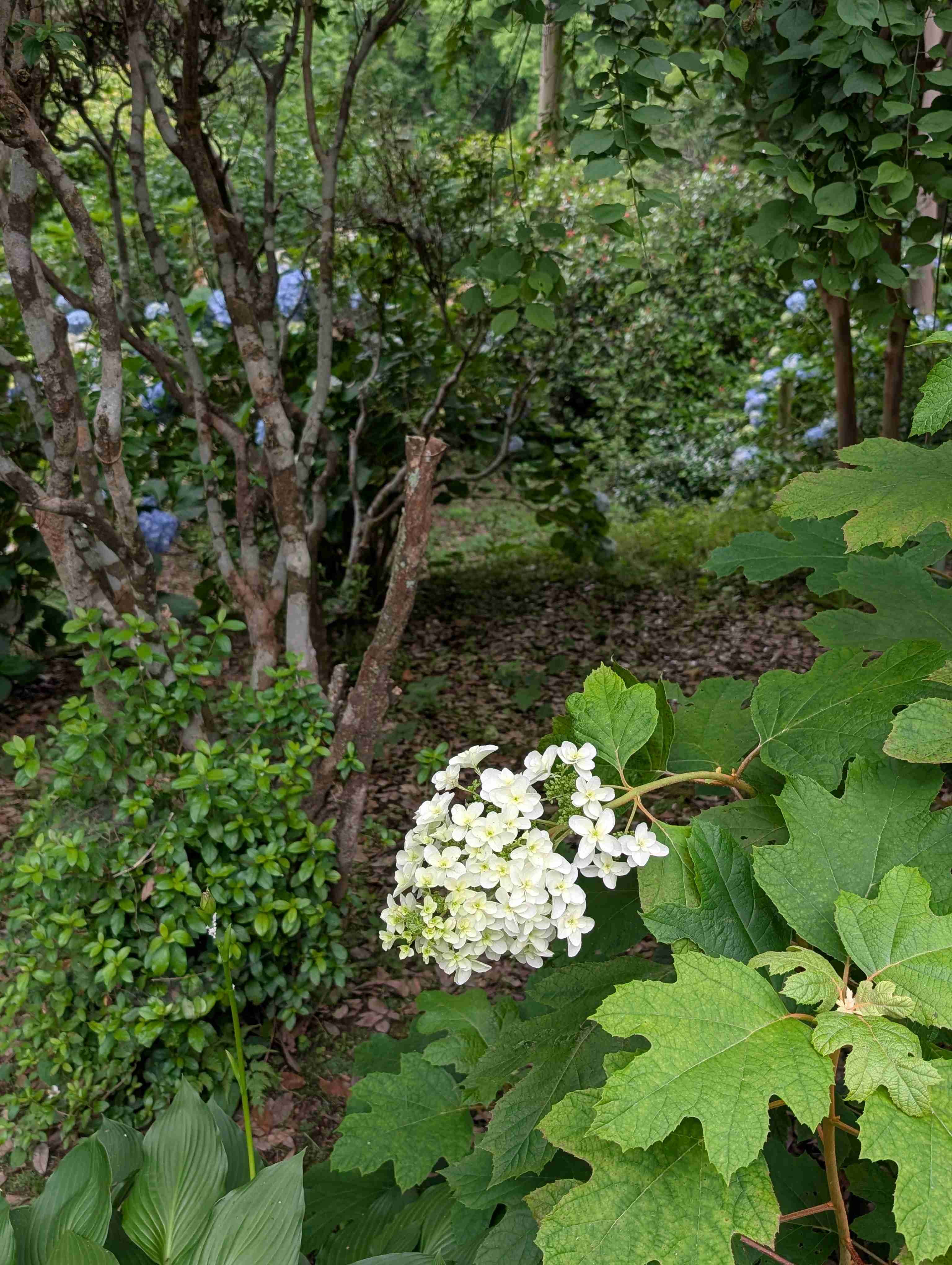 紫陽花