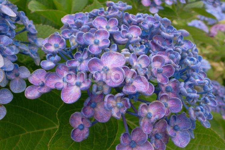 紫陽花