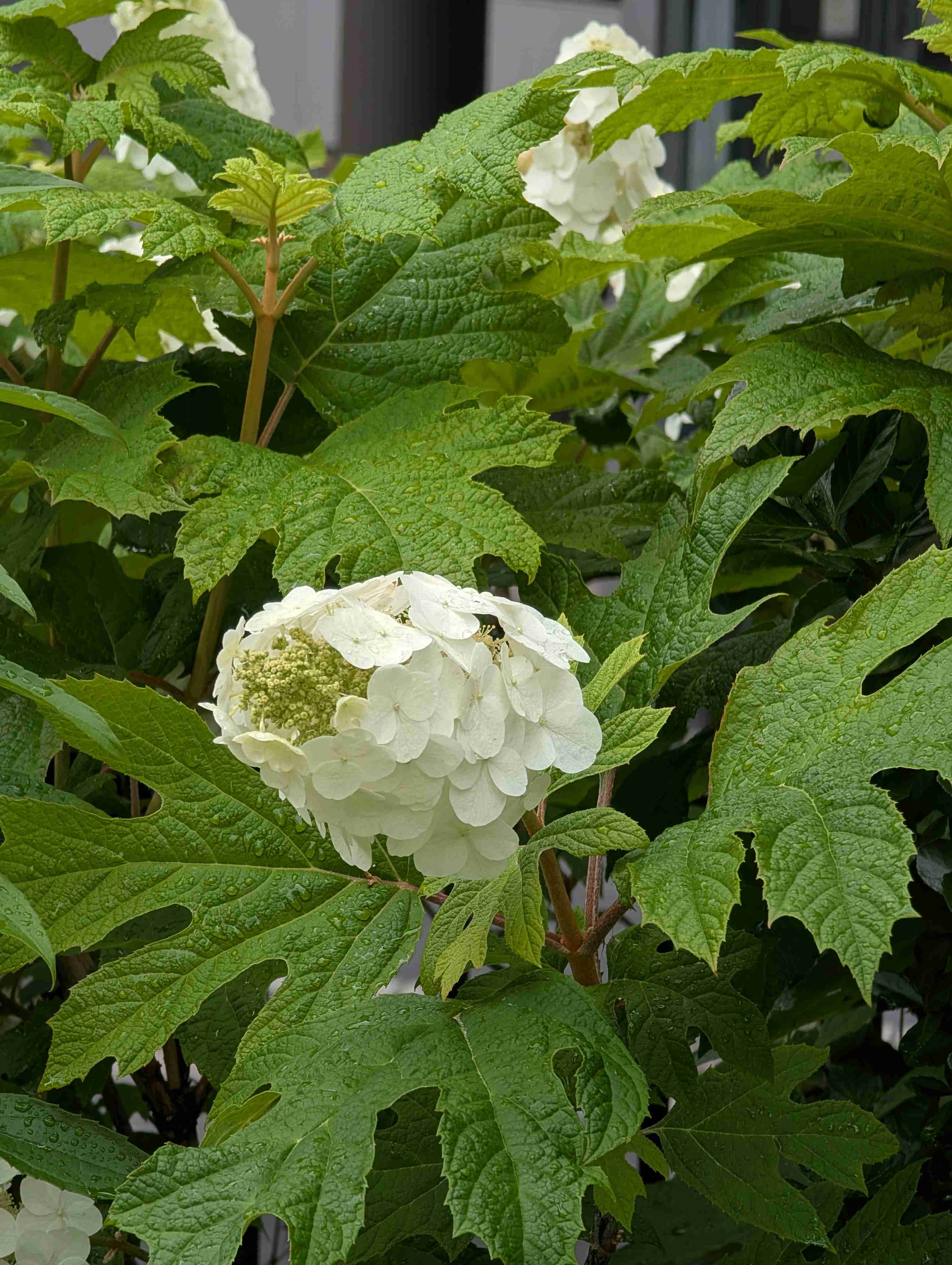 紫陽花
