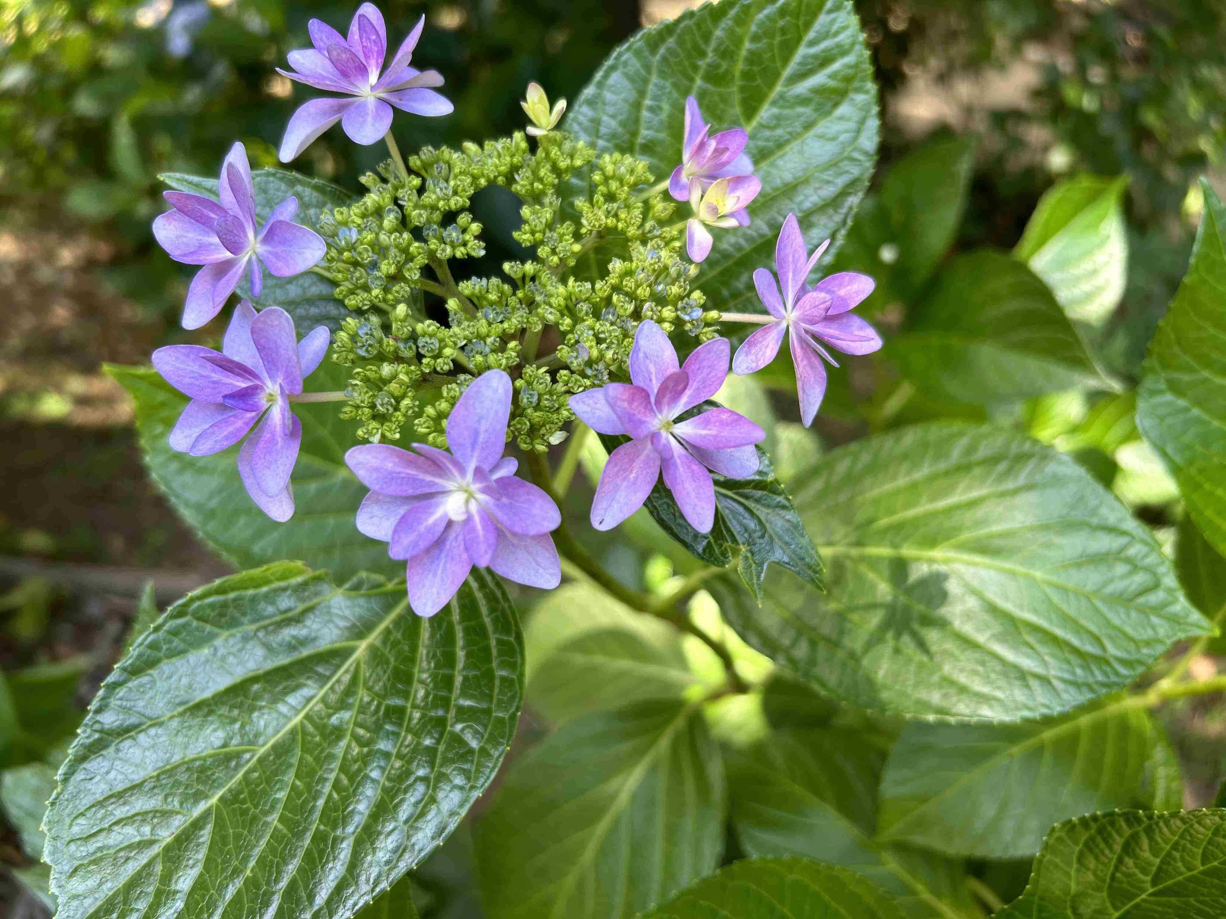 紫陽花