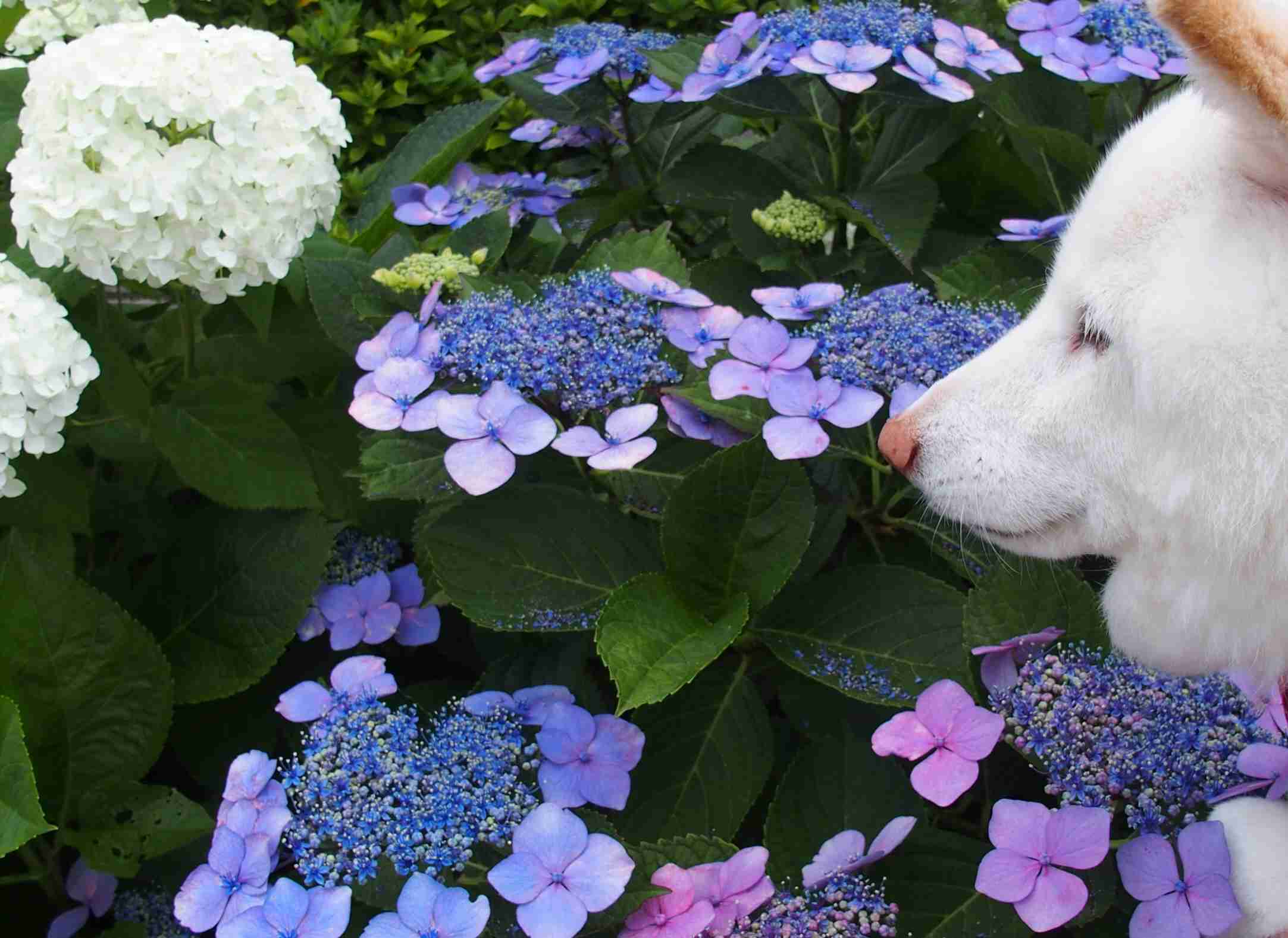 紫陽花