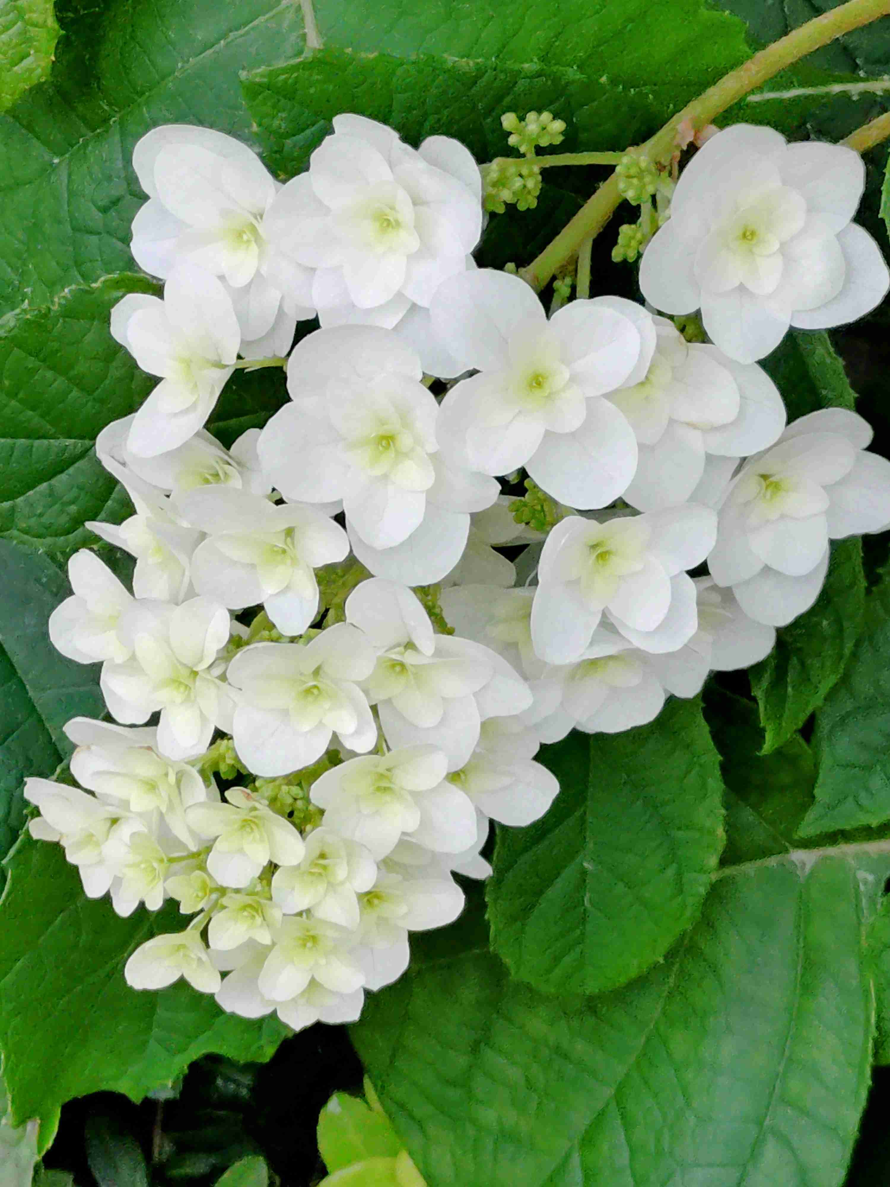 紫陽花