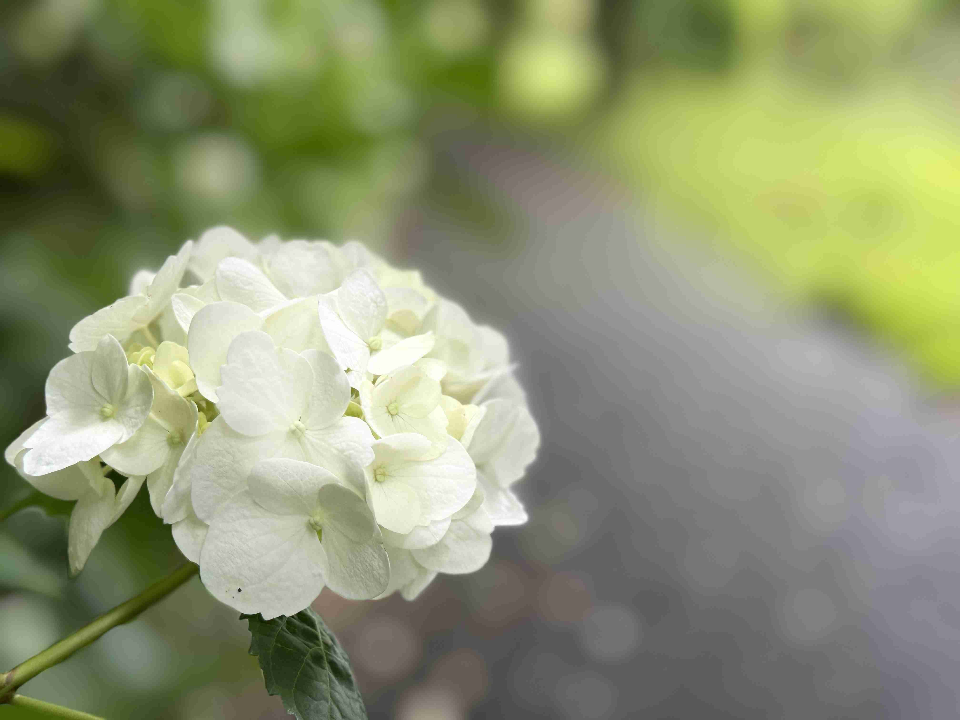 紫陽花