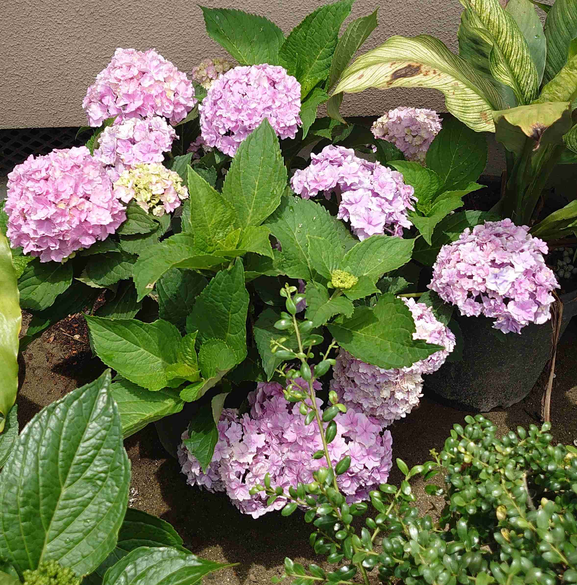 紫陽花