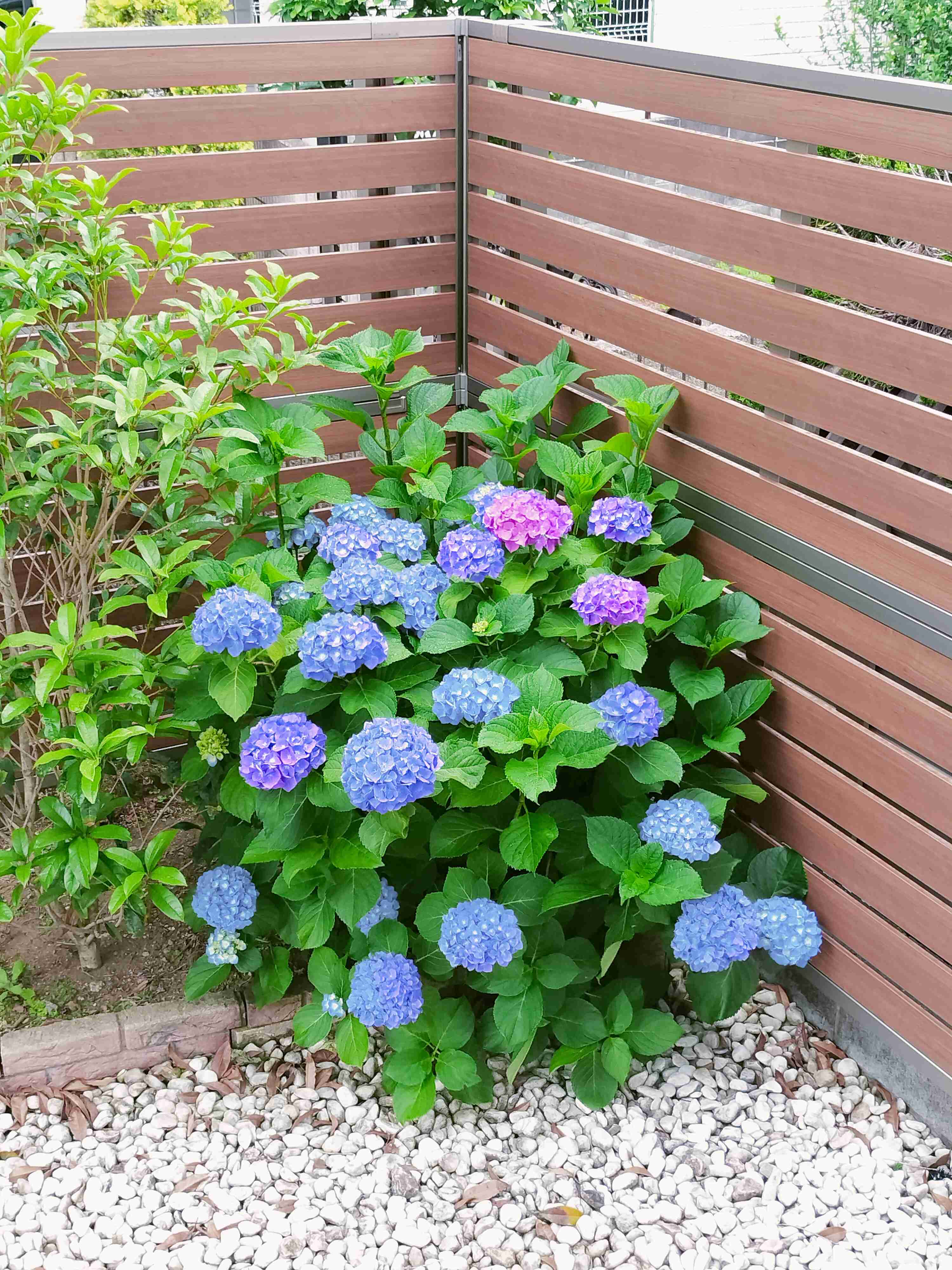 紫陽花