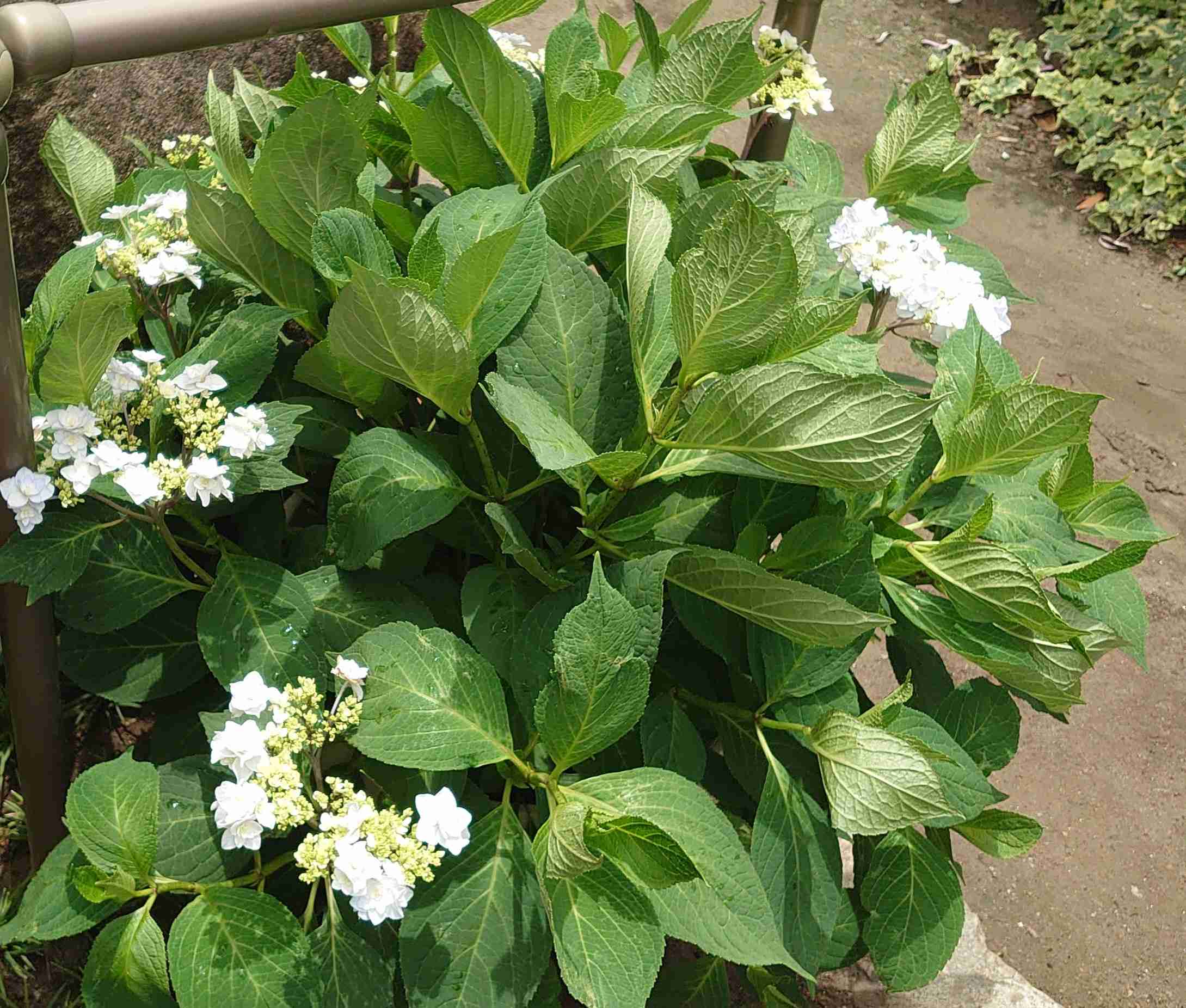 紫陽花