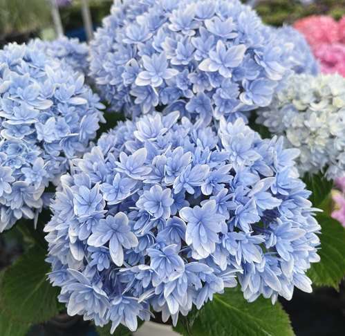 紫陽花