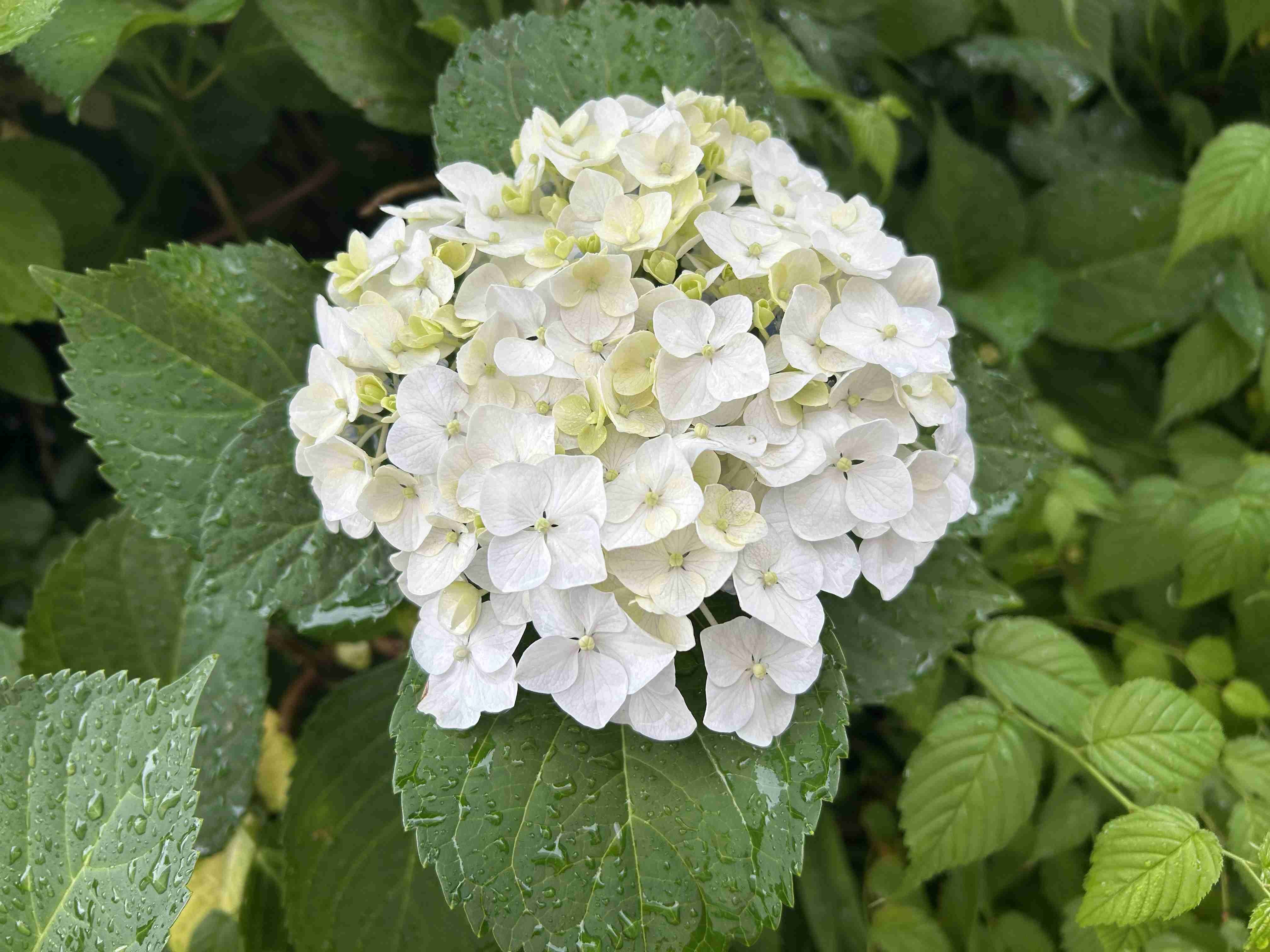 紫陽花