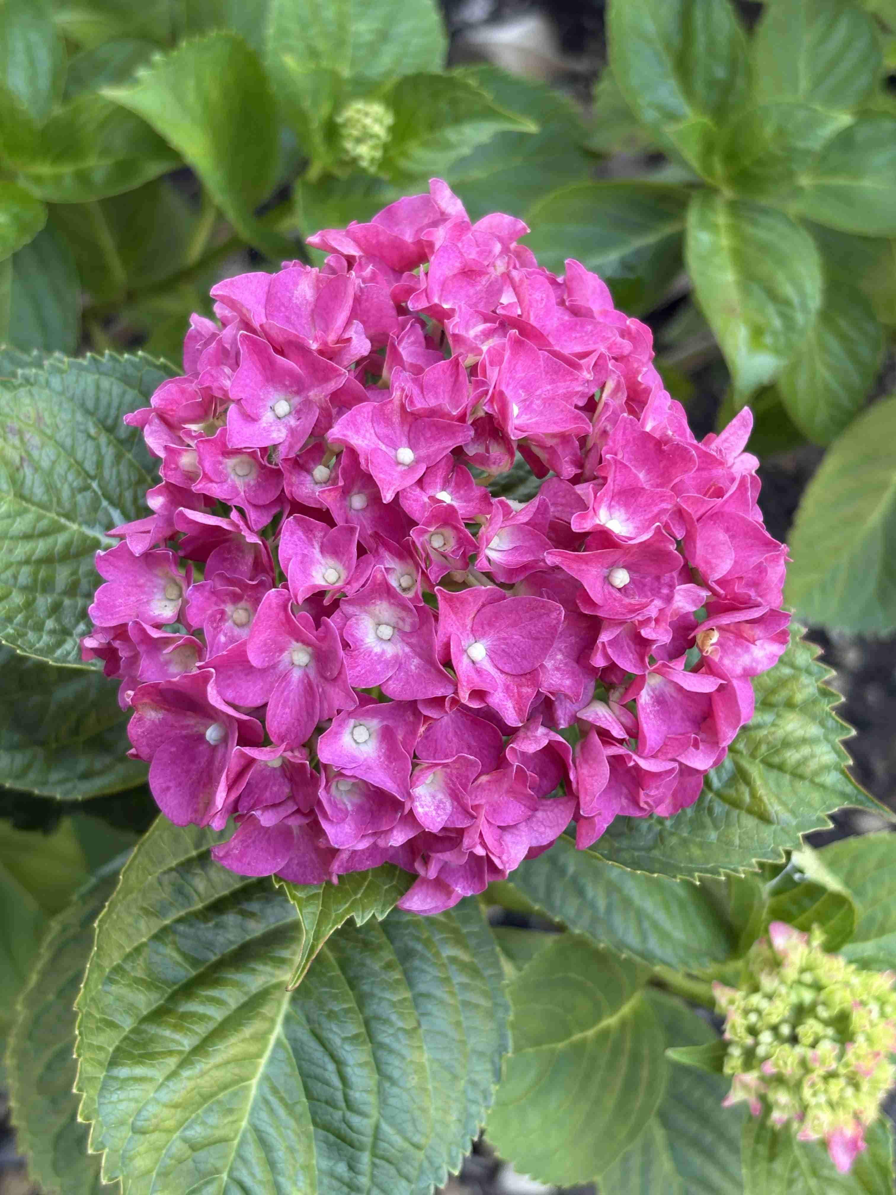 紫陽花