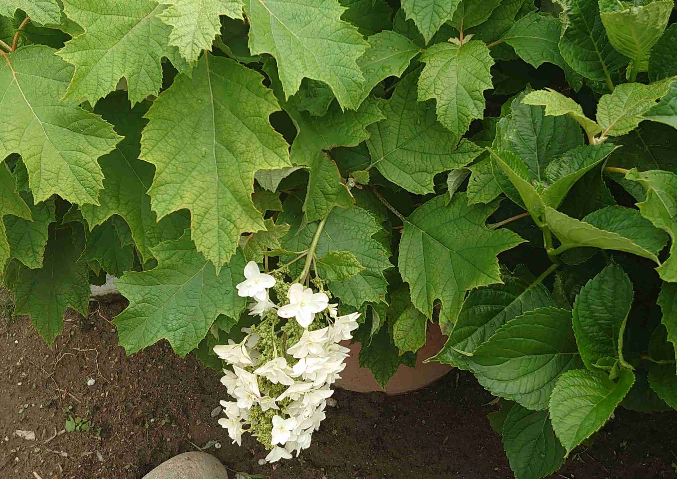 紫陽花