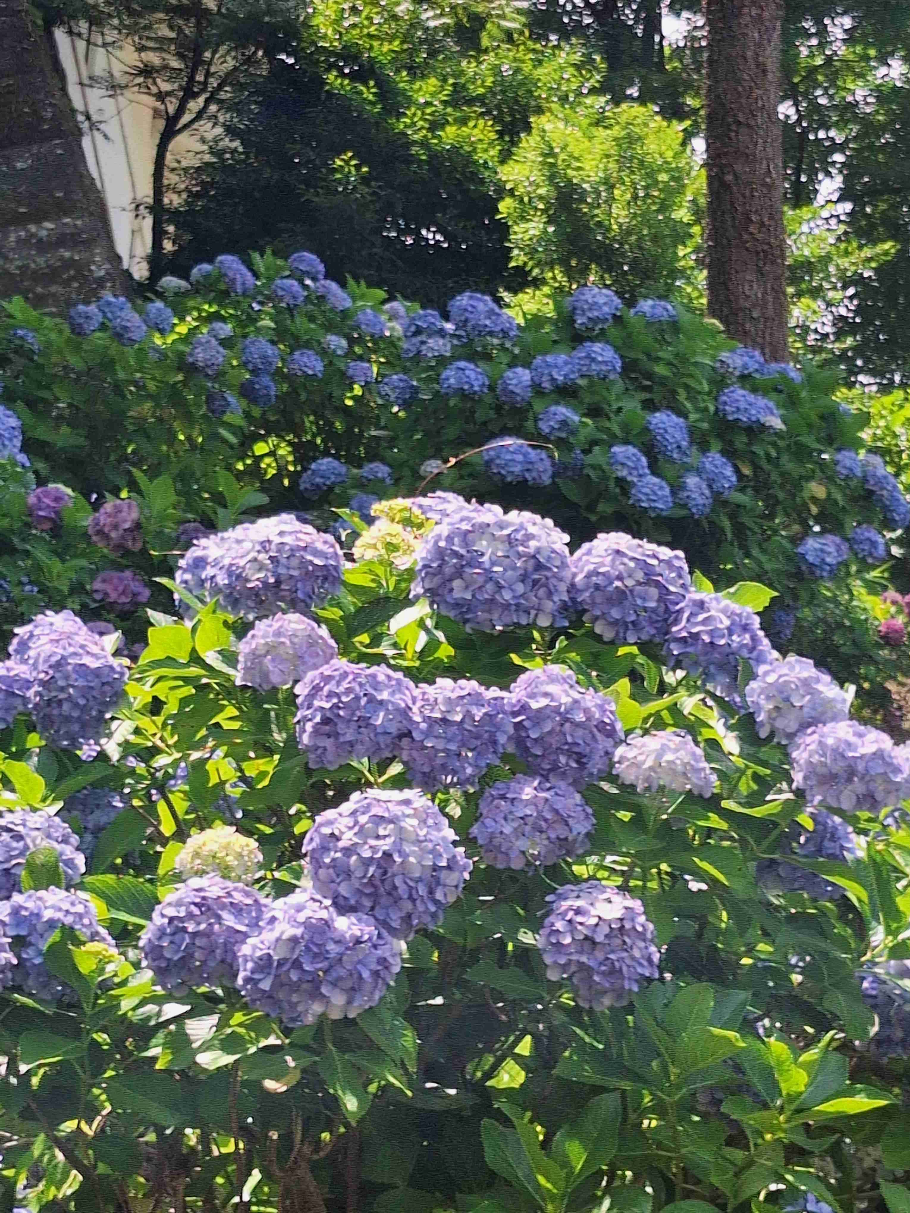 紫陽花