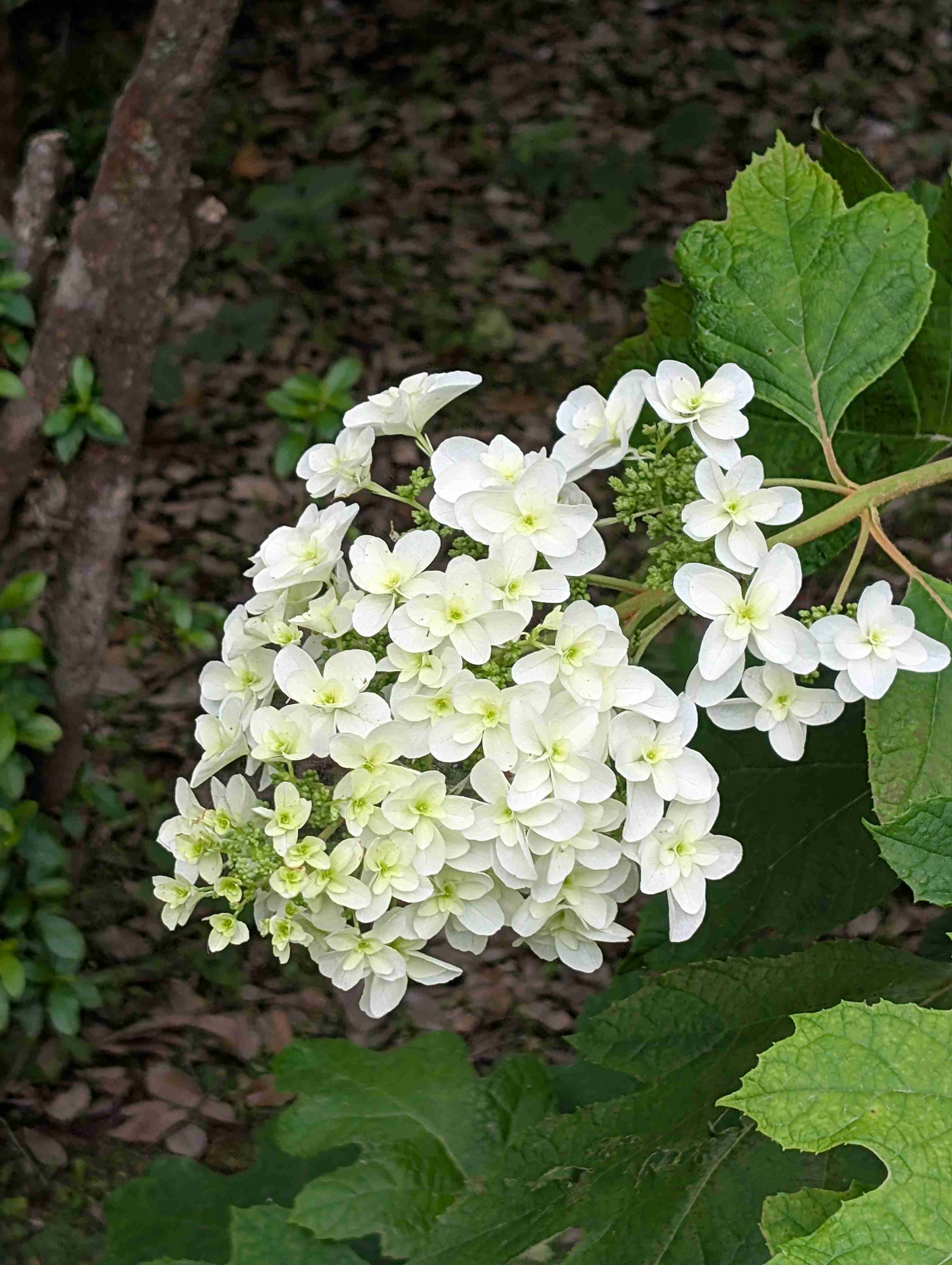 紫陽花
