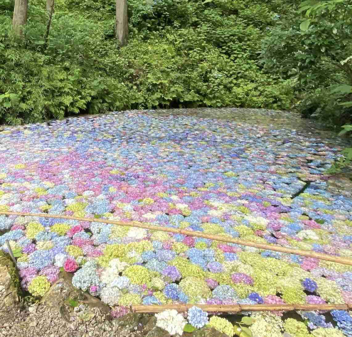 紫陽花