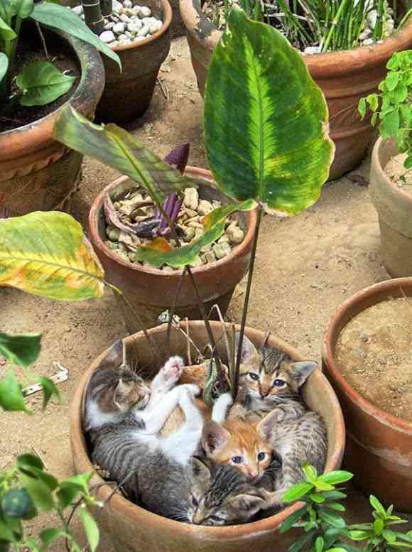 鉢植えを育てたい