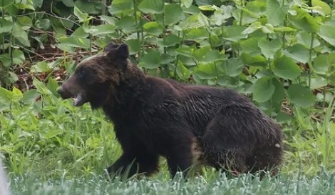 京都市右京区の山中で猟友会の40代男性がツキノワグマに右腕を噛まれ７針縫う大ケガ 京都府が注意呼びかけ