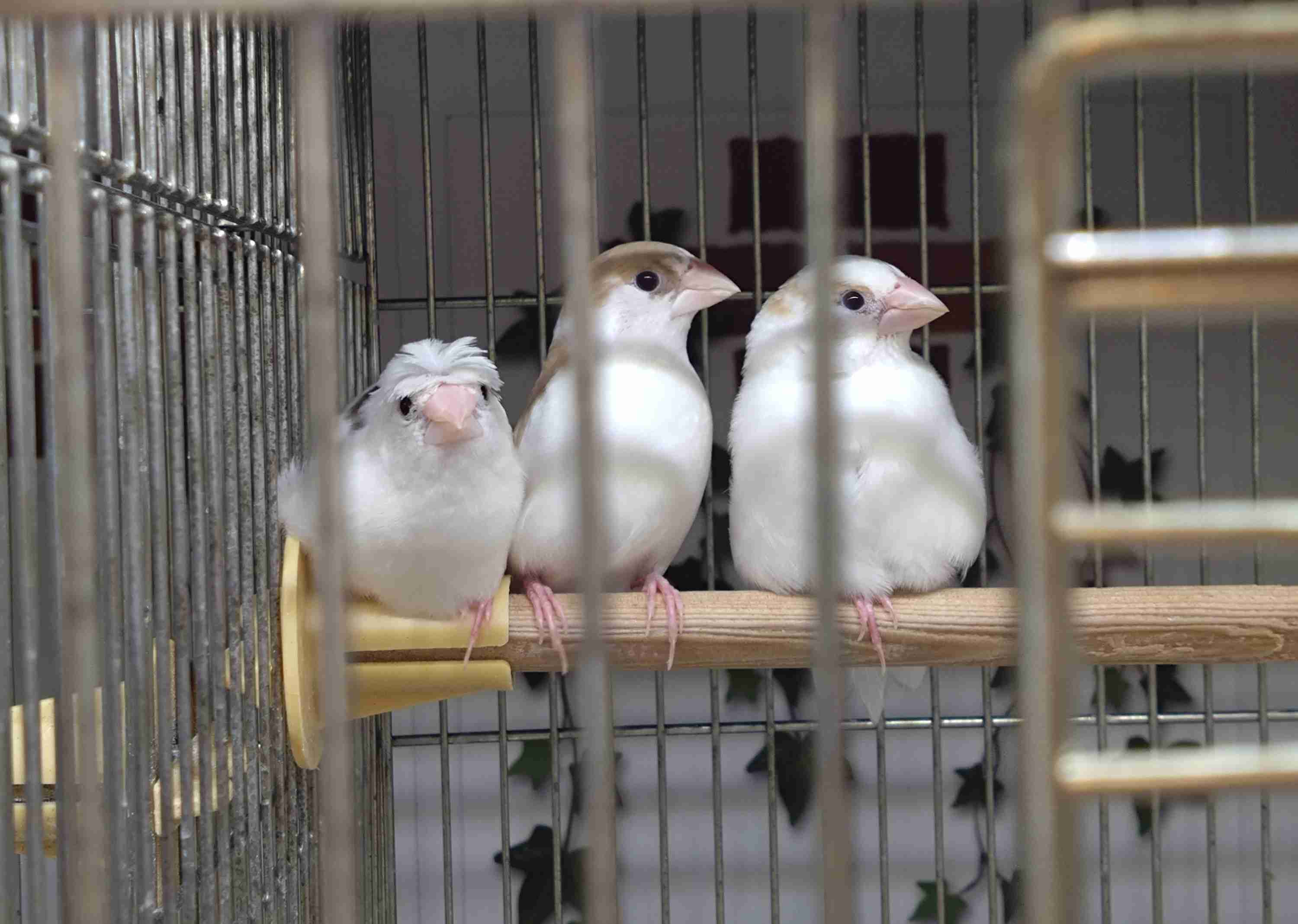 『だんご3兄弟』好きだった方