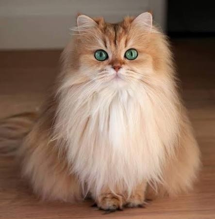 【髪質】猫っ毛のシャンプー【柔・細・少】