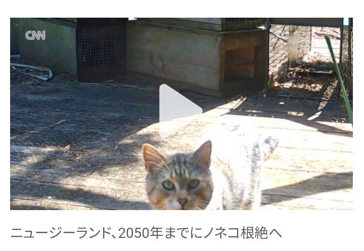 【独自】生態系対策、イエネコ追加へ　環境省、希少種の捕食などで