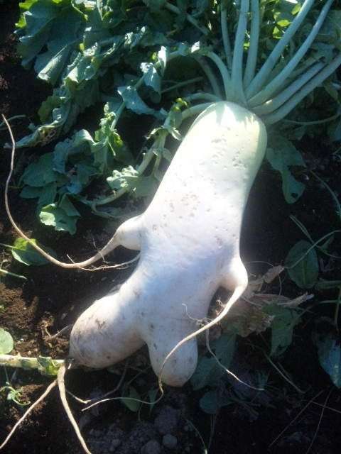 大根おろしの季節ですね！