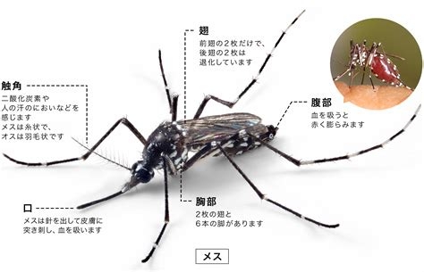 【屋外】蚊🦟対策 2026【室内】