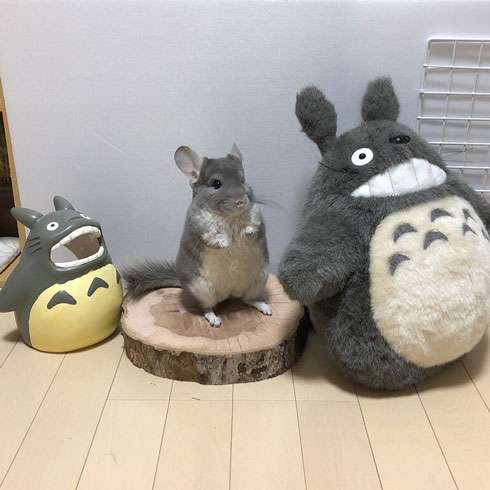 【ジブリ】となりのトトロを語りたい