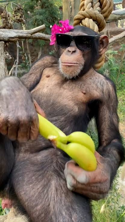 【アダルト】他人のSEXを目撃した事ありますか？(AVや風俗は除く)
