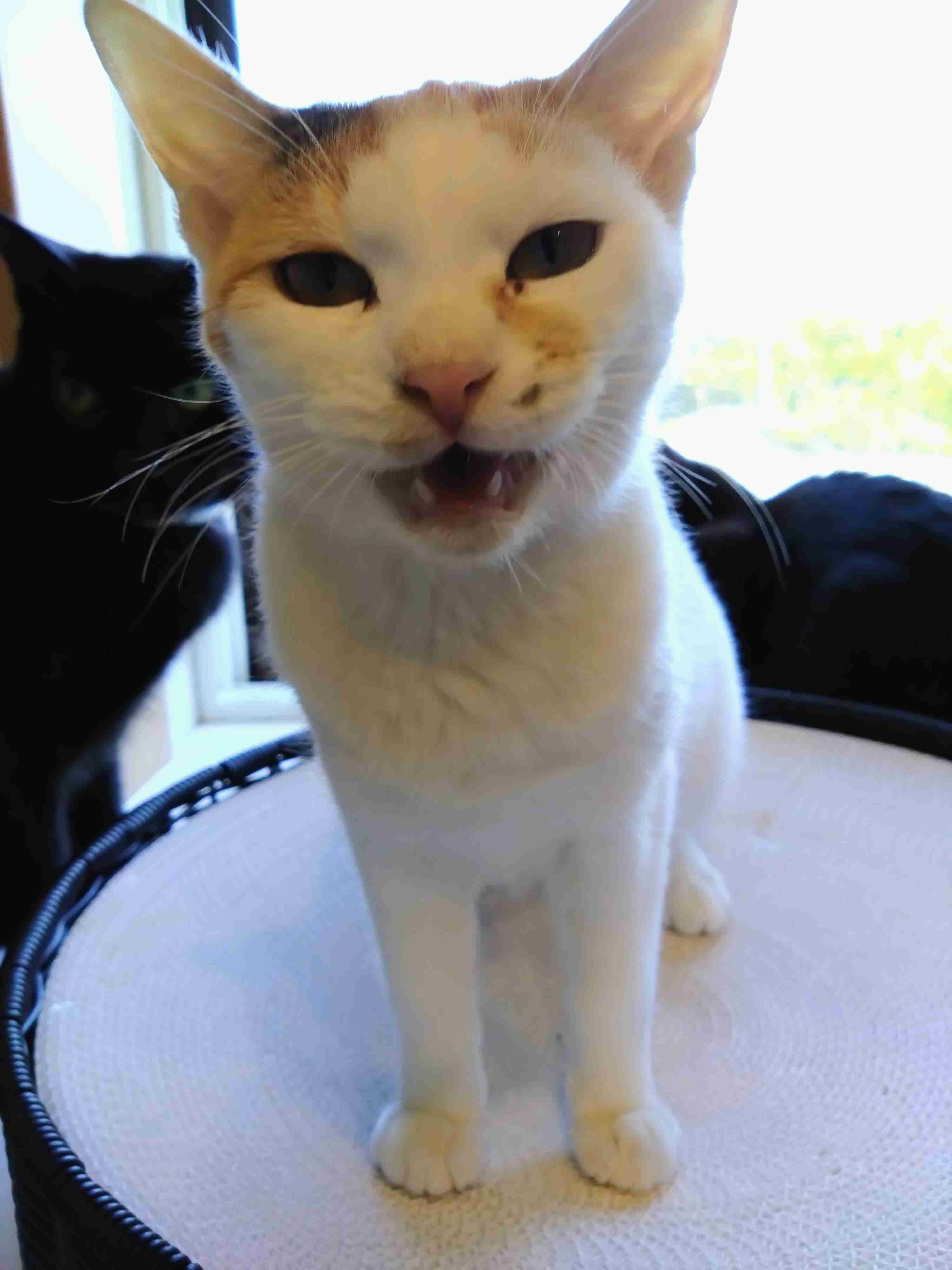 愛猫に“変わったクセ”があると回答した人は半数以上！→“変わったクセ”の理由は？ 獣医師に聞いた