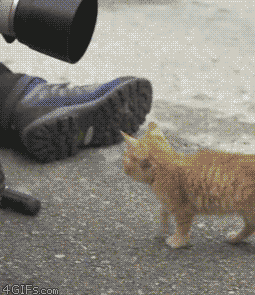 愛猫に“変わったクセ”があると回答した人は半数以上！→“変わったクセ”の理由は？ 獣医師に聞いた