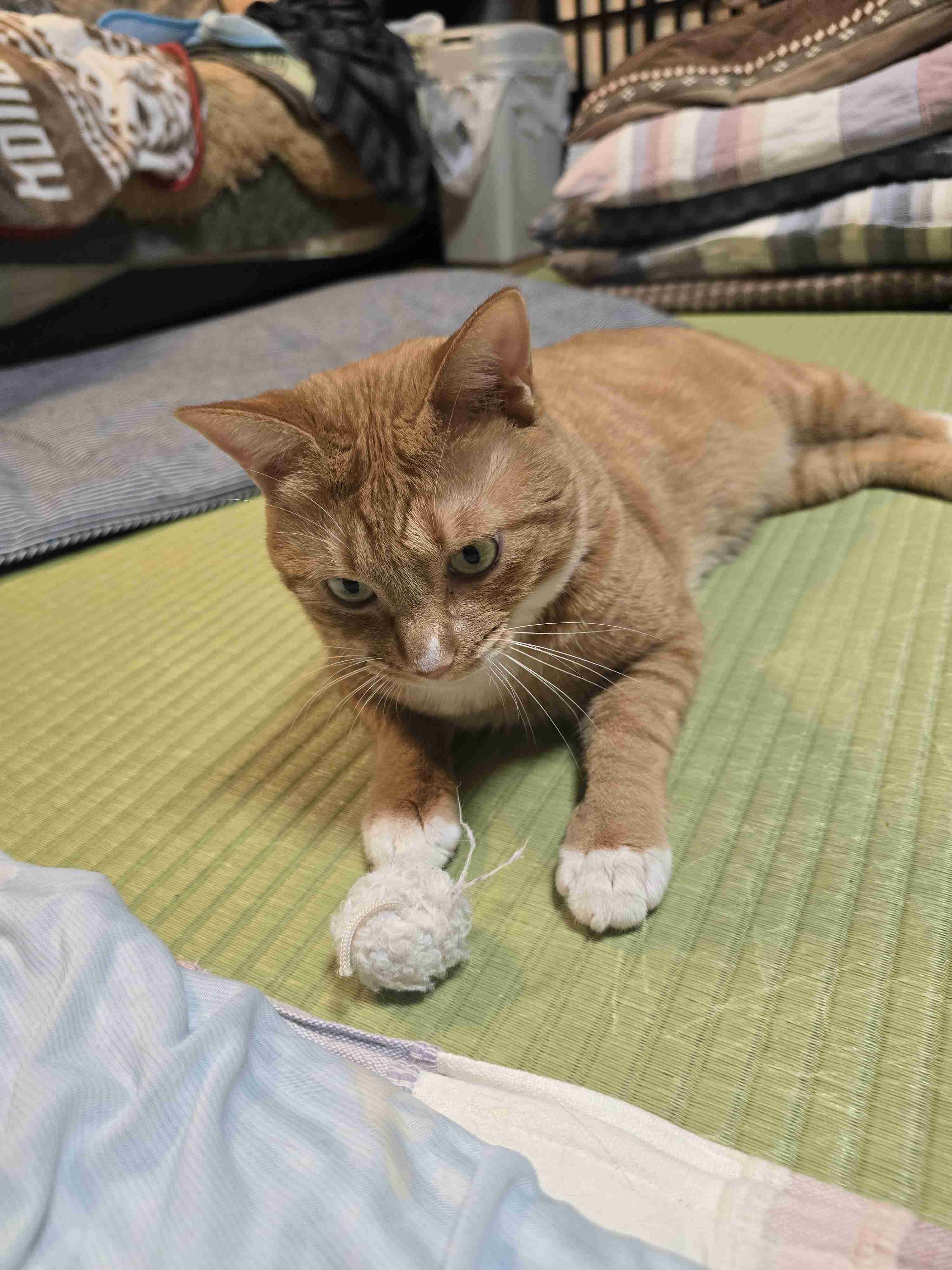 愛猫に“変わったクセ”があると回答した人は半数以上！→“変わったクセ”の理由は？ 獣医師に聞いた