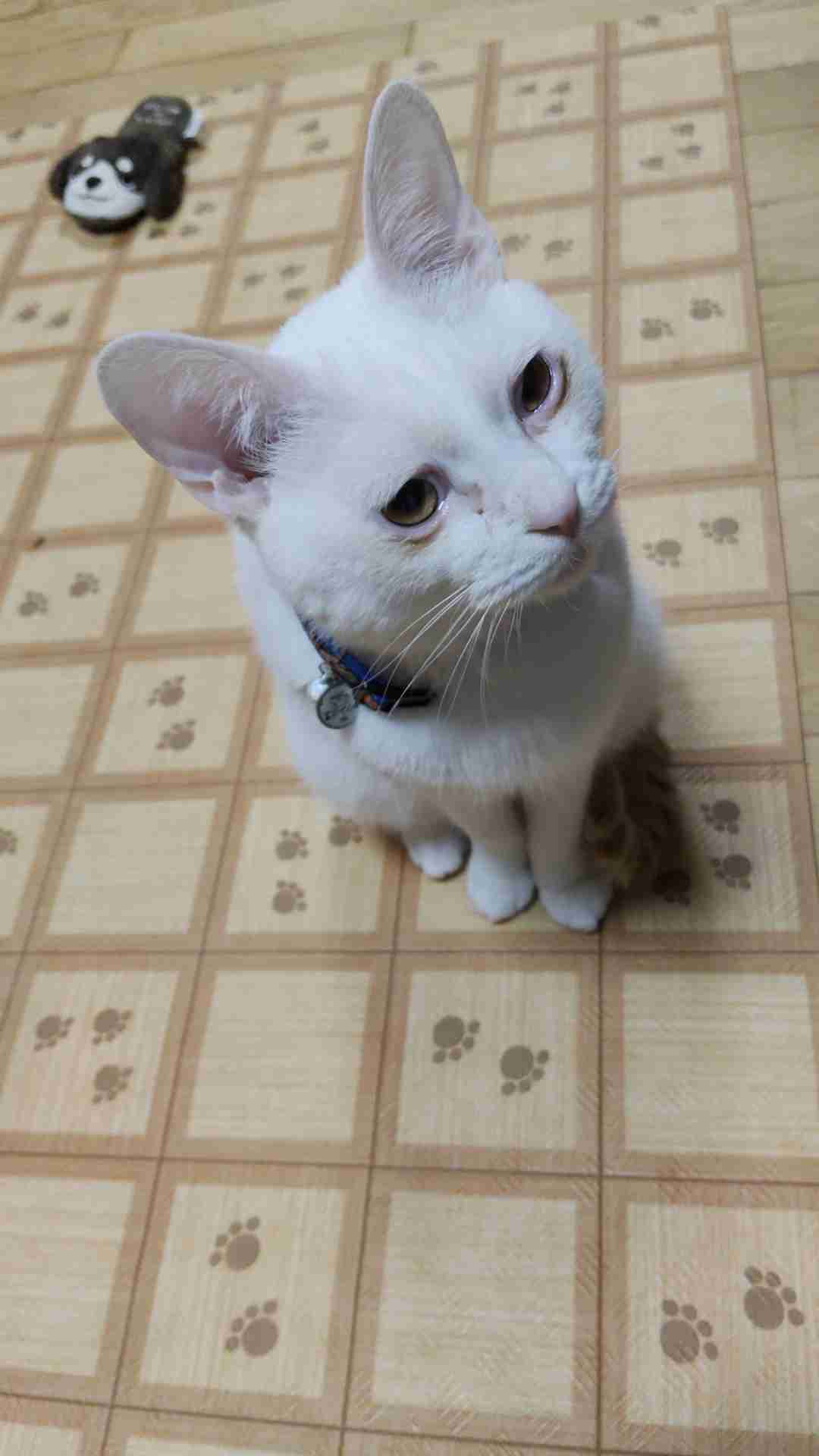 愛猫に“変わったクセ”があると回答した人は半数以上！→“変わったクセ”の理由は？ 獣医師に聞いた
