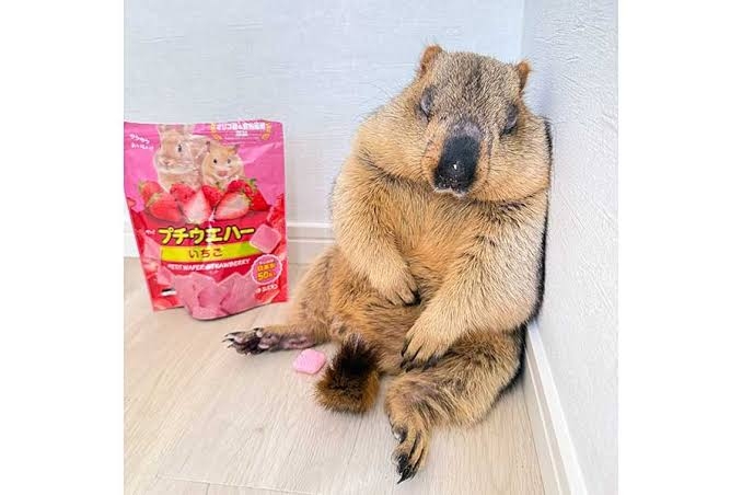 思わず微笑んじゃう画像