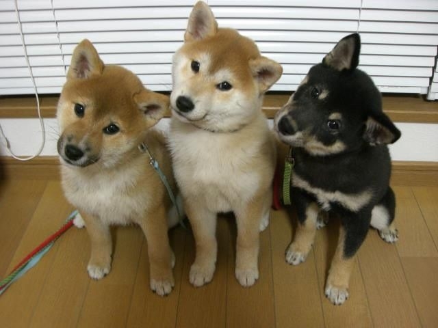 思わず微笑んじゃう画像