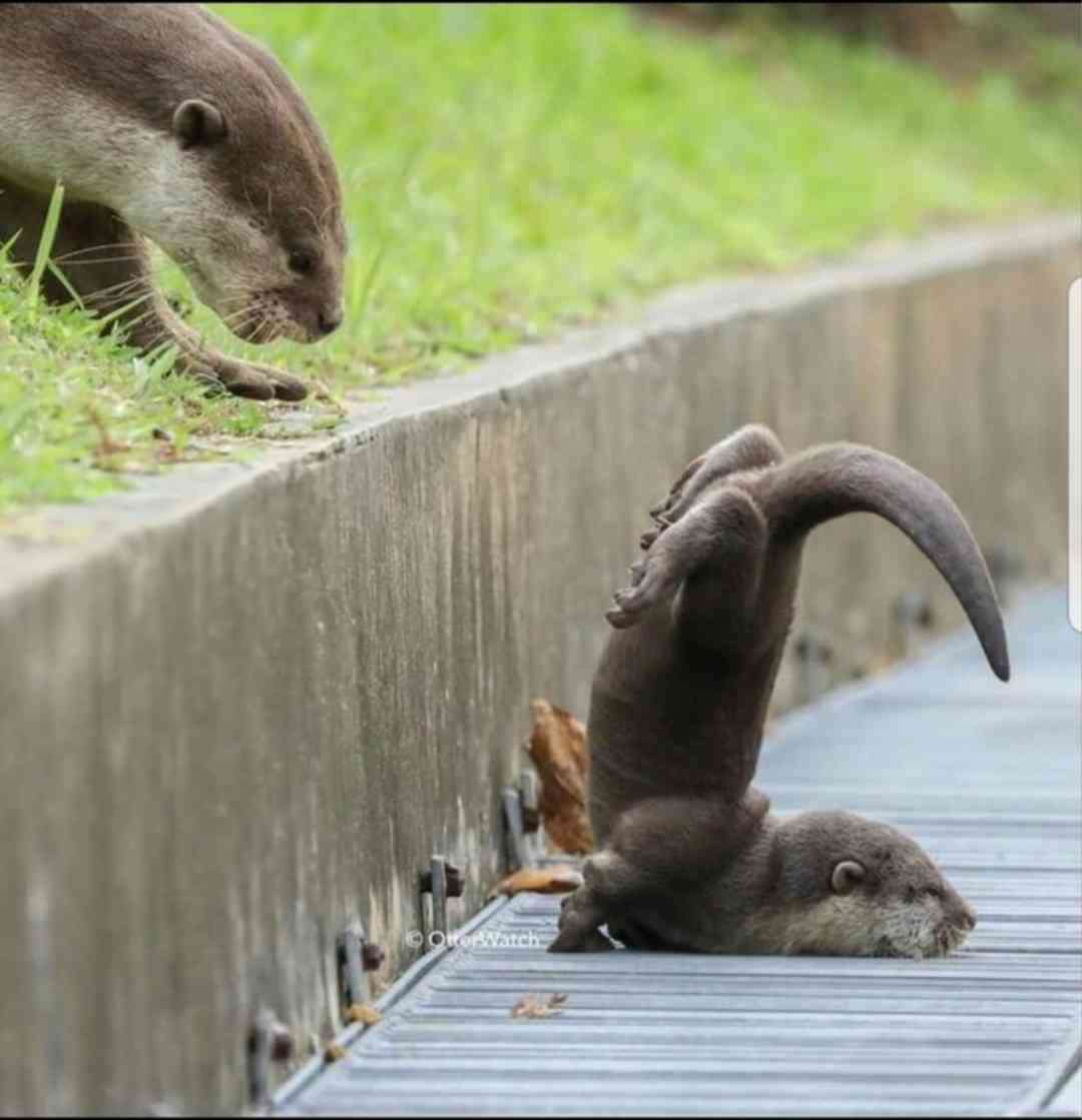 思わず微笑んじゃう画像