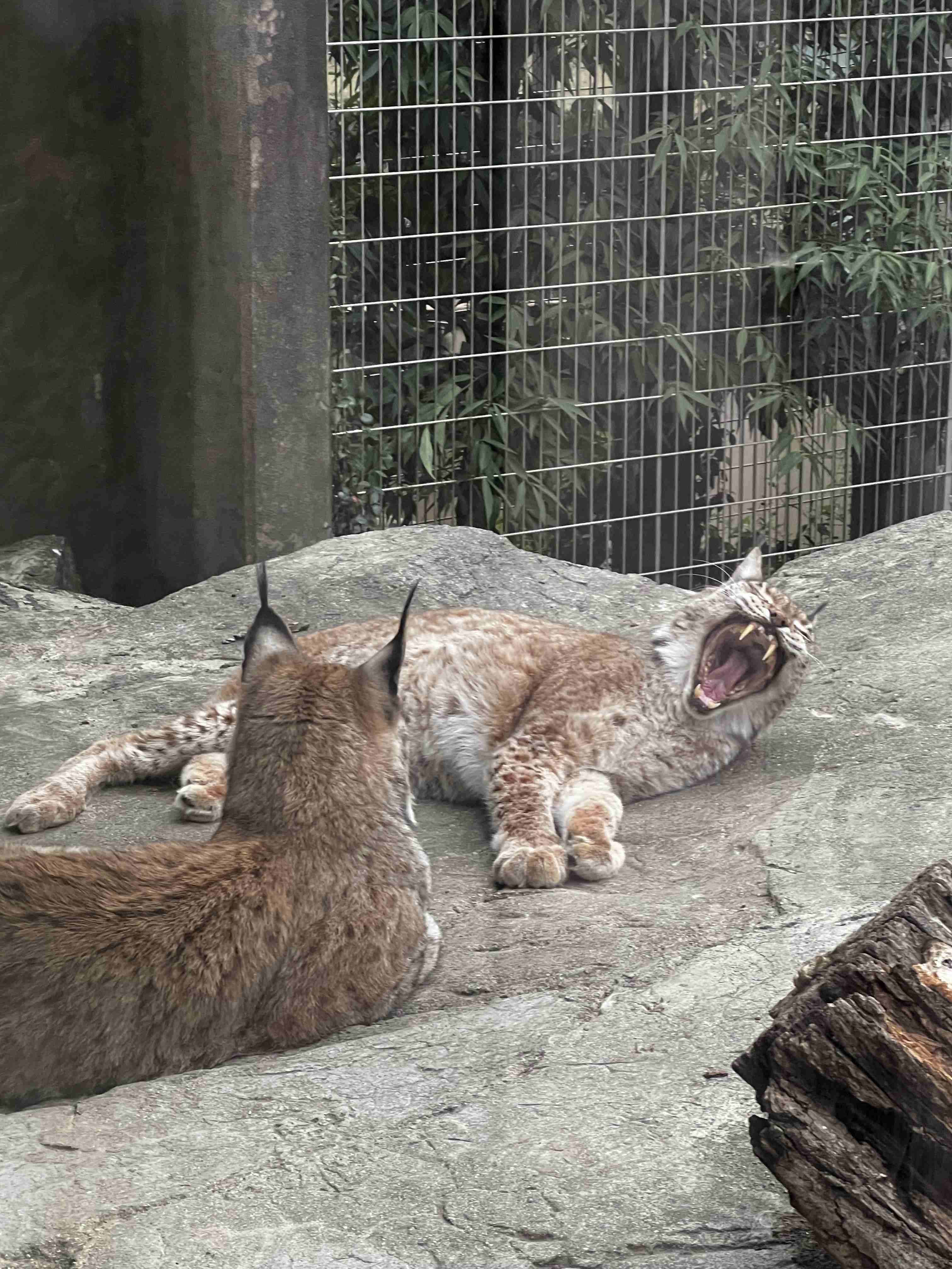 思わず微笑んじゃう画像