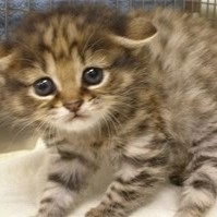 砂漠の天使スナネコもキャットニップに夢中!ニャンゴロする愛くるしい姿を公開