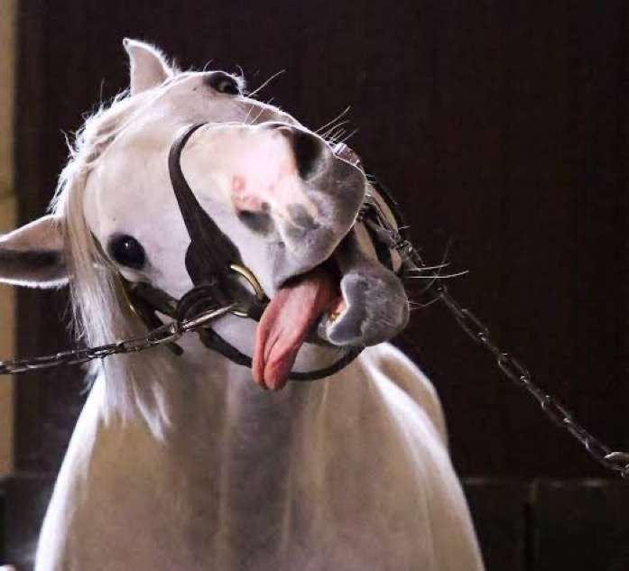 悪い顔しちゃうよ選手権