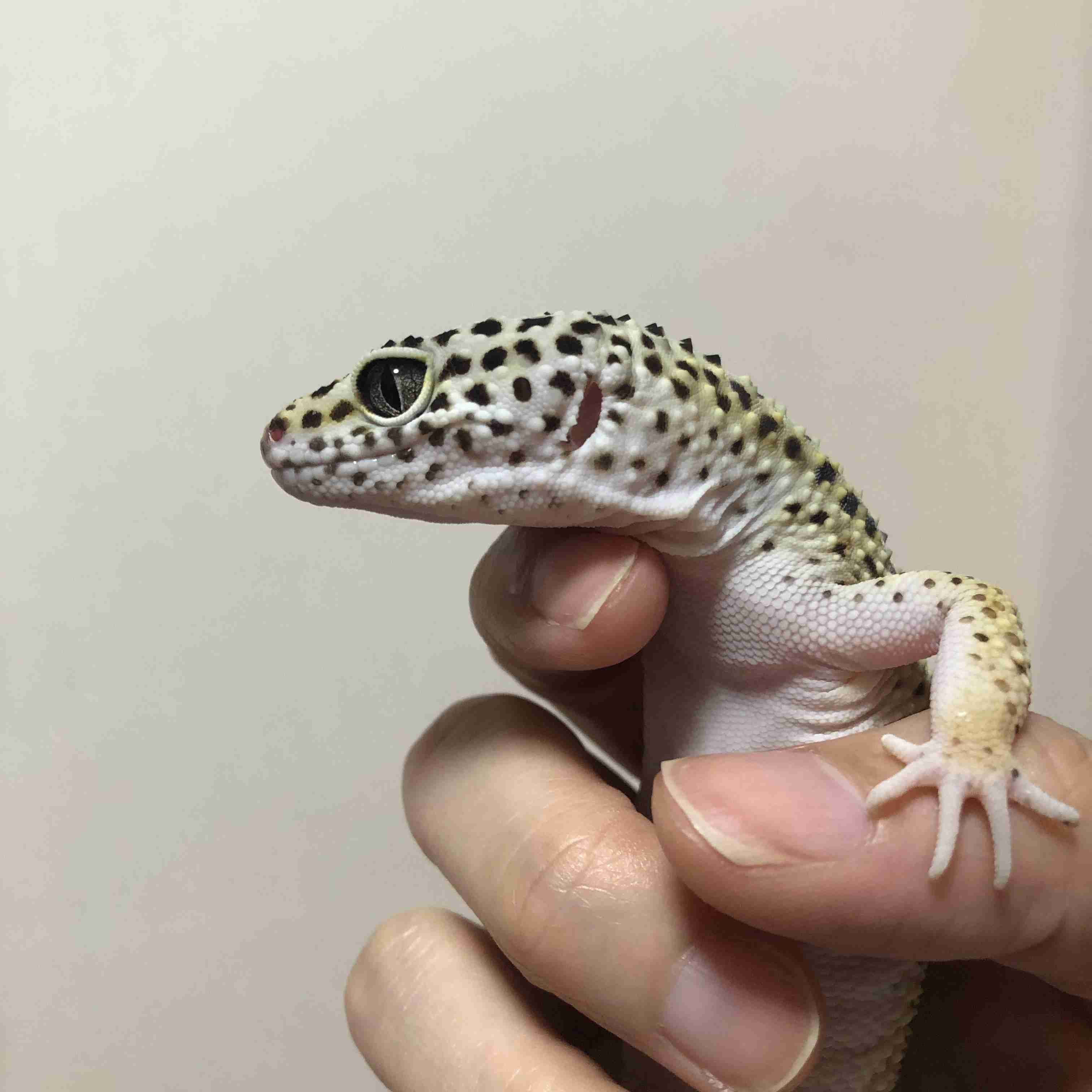 爬虫類、両生類飼ってる人！