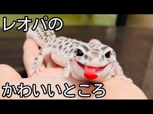 爬虫類、両生類飼ってる人！