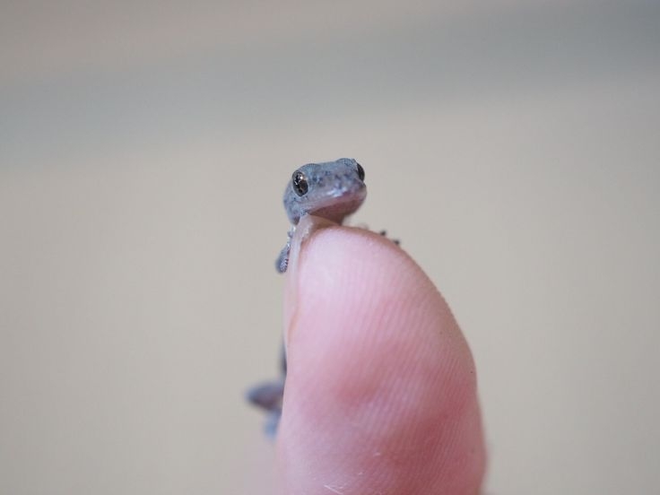 爬虫類、両生類飼ってる人！