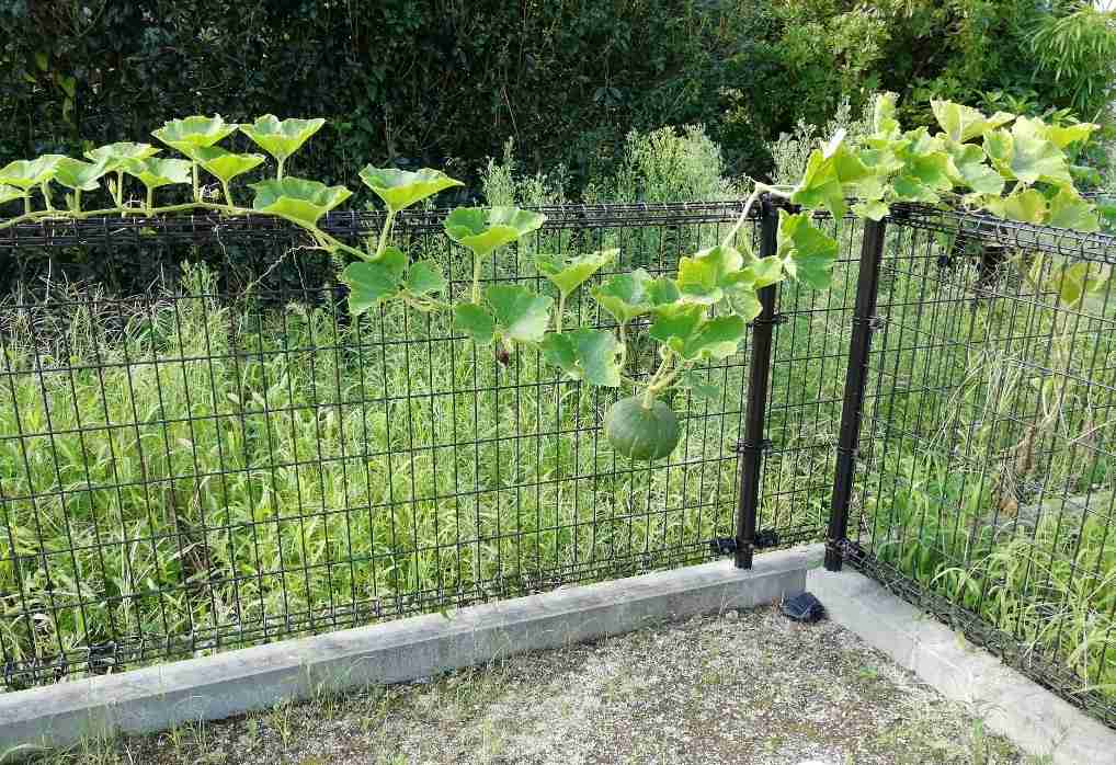 隣家からの葉っぱの侵入